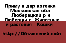 Приму в дар котенка - Московская обл., Люберецкий р-н, Люберцы г. Животные и растения » Кошки   